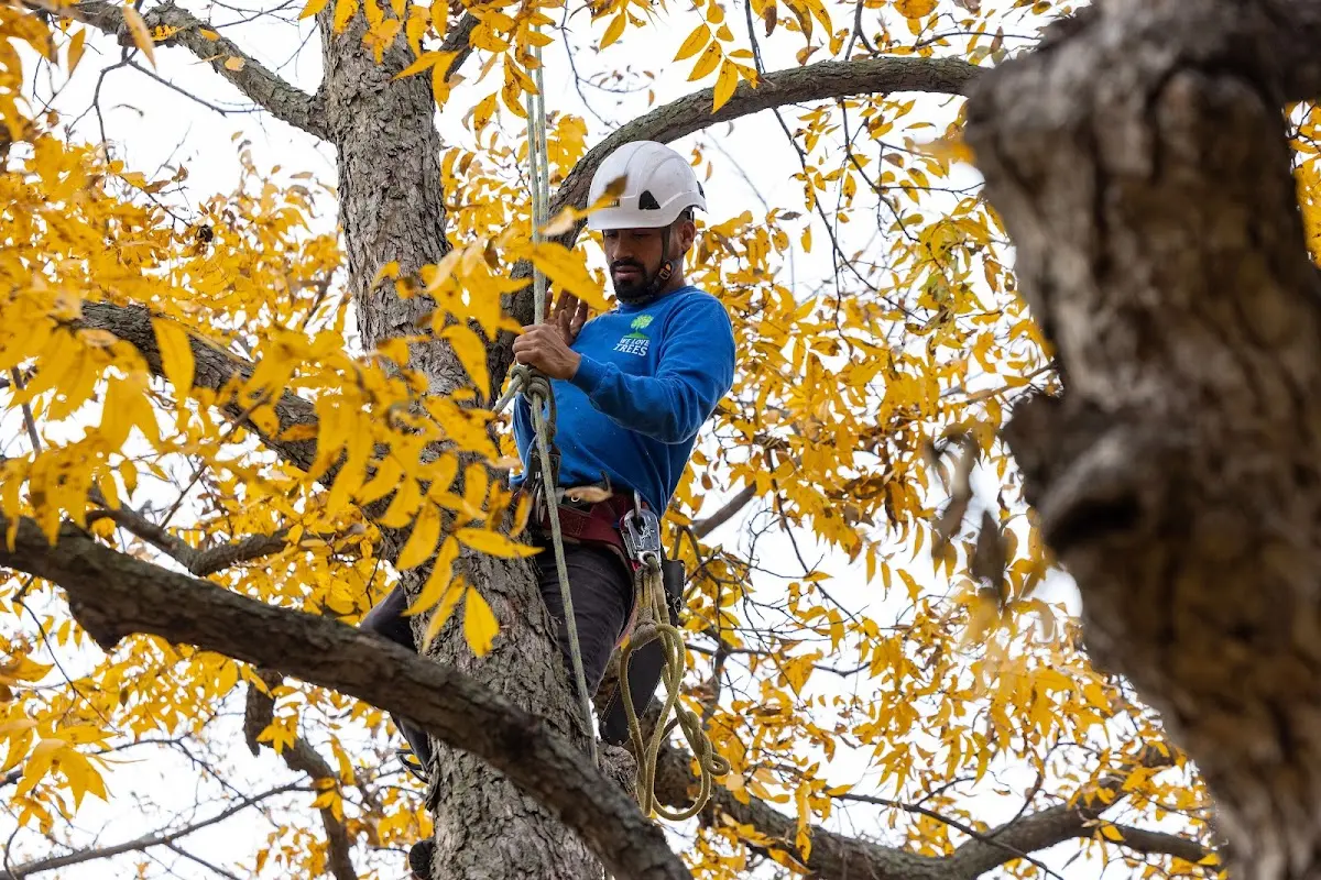 Skilled Storm Damage Cleanup crew working in Danvers